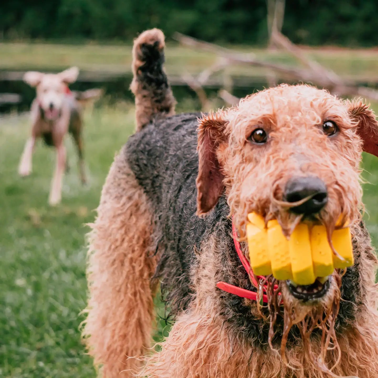 Project Hive Pet Company - Hive Chew Toy