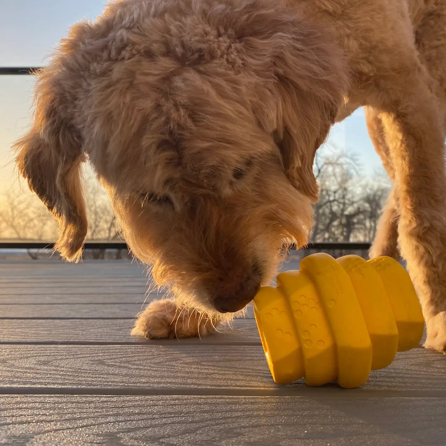 Project Hive Pet Company - Hive Chew Toy