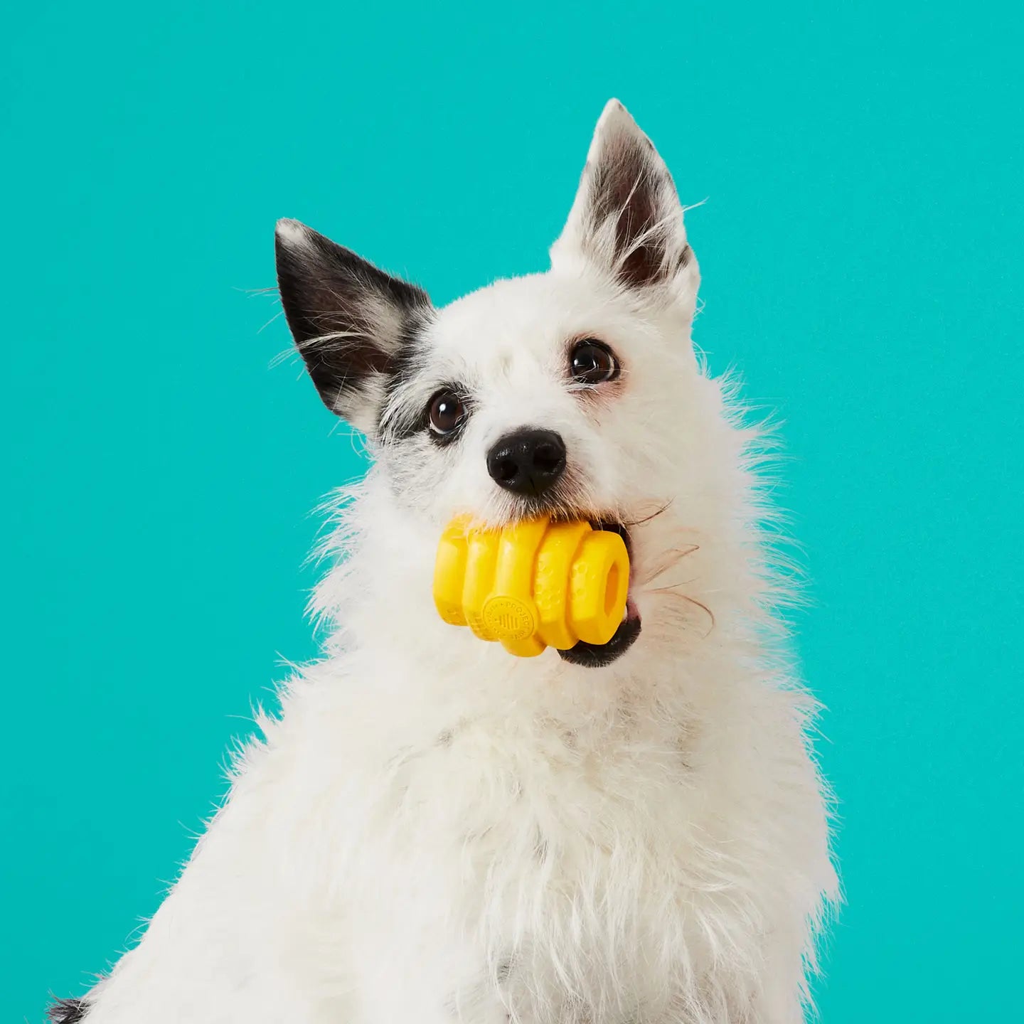 Project Hive Pet Company -  Small Hive Chew Toy